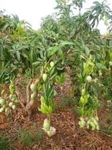 百色芒果图片,甜蜜果实，广西特色果王风采展现