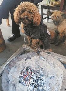 搞笑取暖图片,搞笑取暖图片大盘点